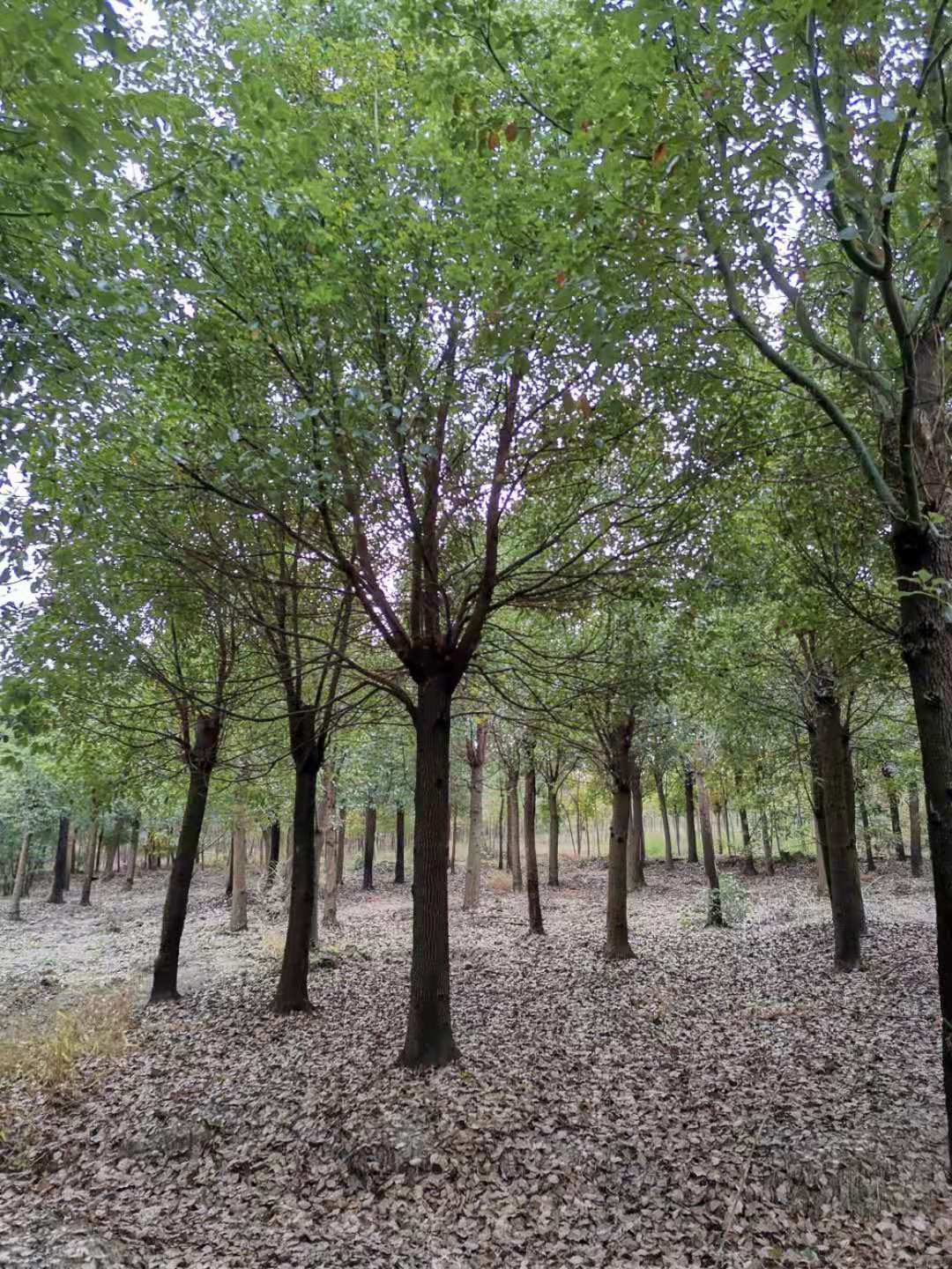 浙江嘉兴万亩香樟苗木基地