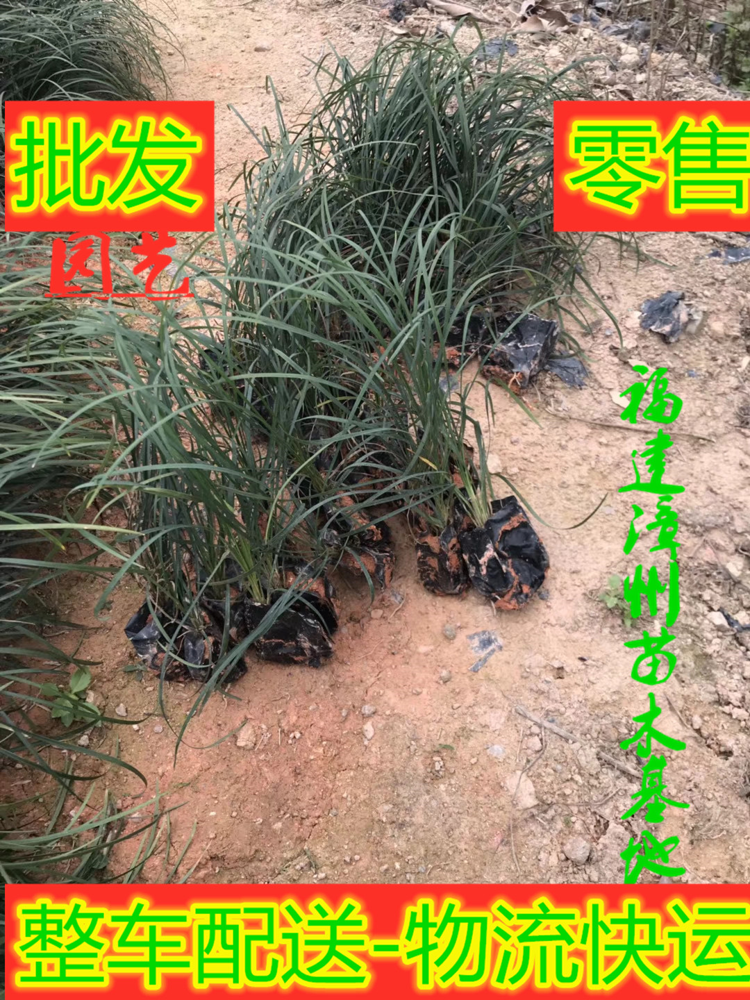 福建麦冬草基地%漳州麦冬草批发*麦冬草价格【漳浦县闽成园艺场】图片