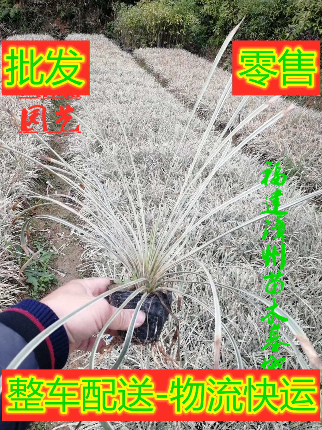 福建银边麦冬基地%漳州银边麦冬批发*银边麦冬价格【漳浦县官浔镇闽成园艺场】图片