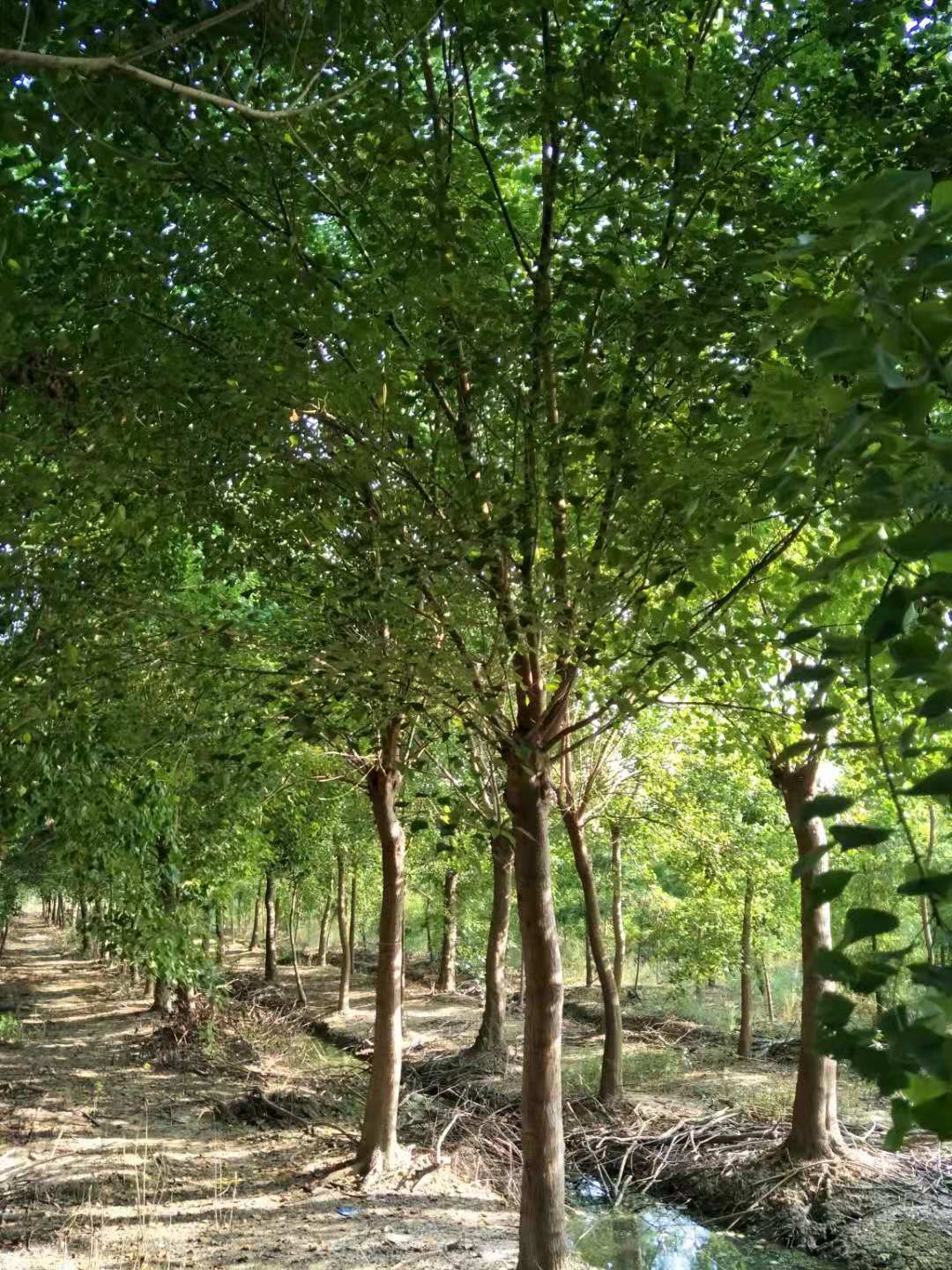 烏桕圖片/烏桕樣板圖 (4)