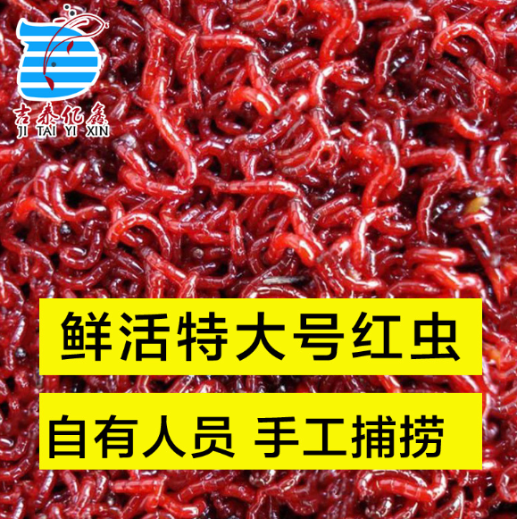 鮮活公蟲圖片/鮮活公蟲樣板圖 (4)