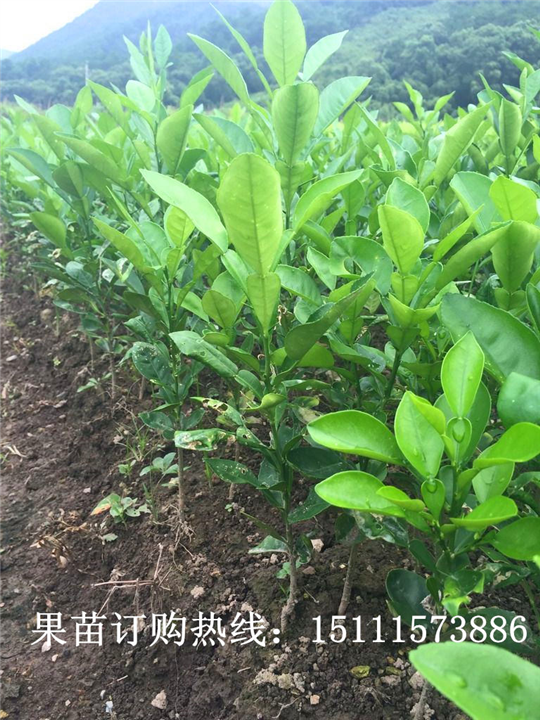 湖南柚子苗基地圖片/湖南柚子苗基地樣板圖 (2)