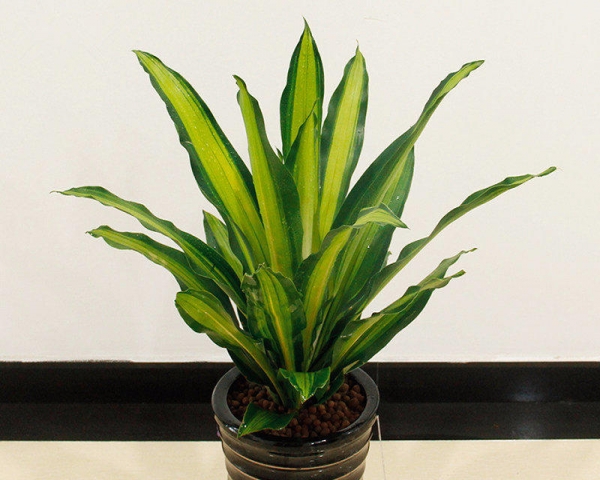 三里河綠植租擺圖片