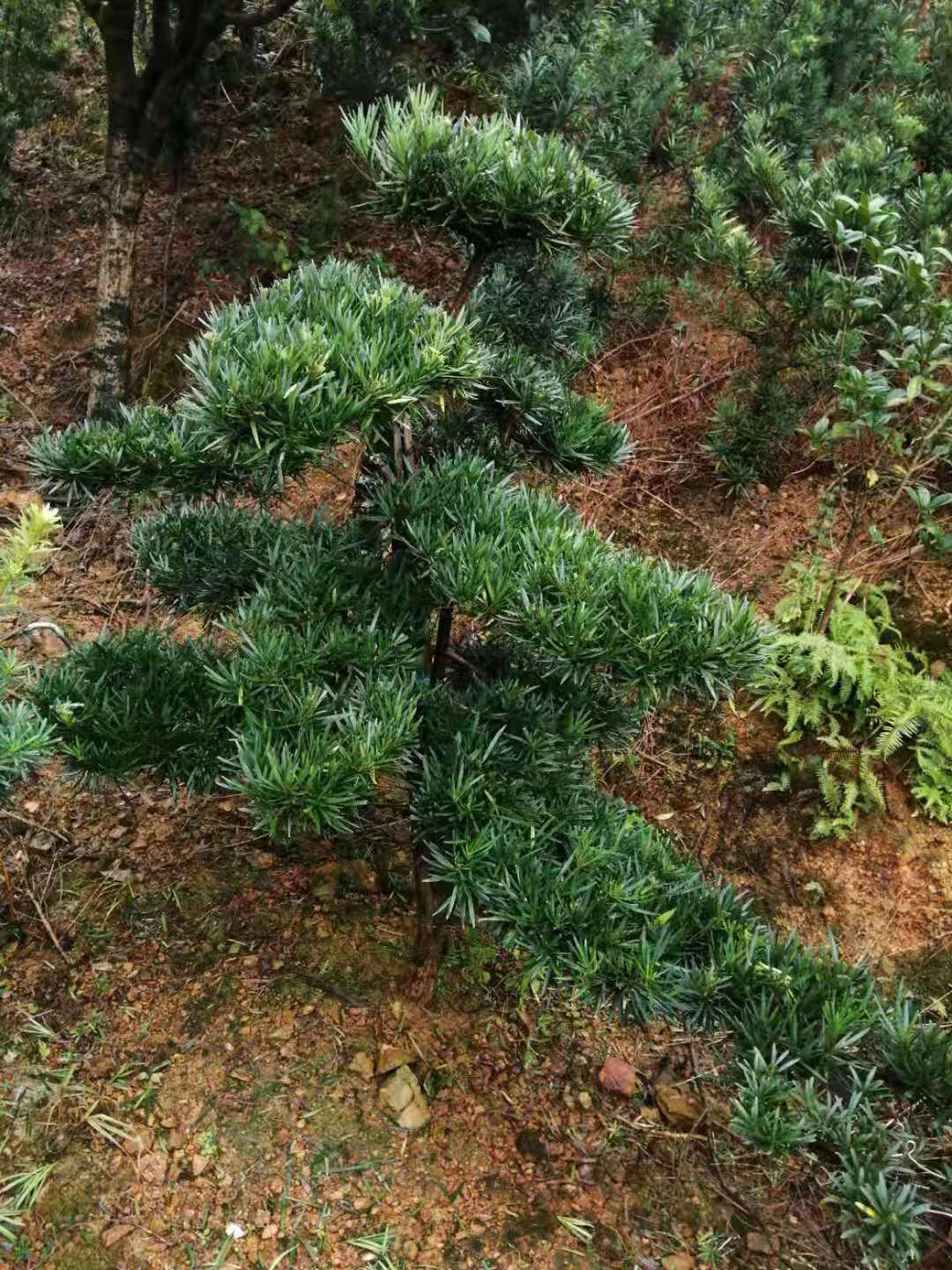 湖南罗汉松盆栽 造型罗汉松价格 造型罗汉松销售  罗汉松盆栽图片