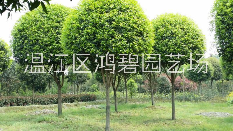 高桿桂花價(jià)格、批發(fā)、基地【溫江區(qū)鴻碧園藝場(chǎng)】