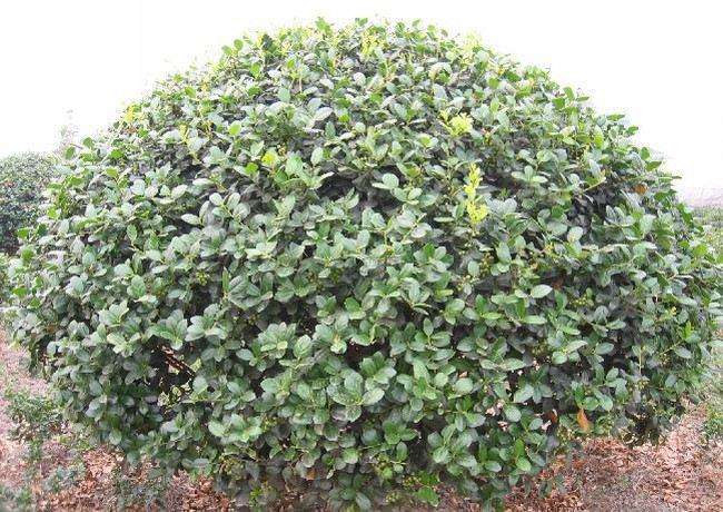 龜甲冬青球圖片/龜甲冬青球樣板圖 (4)