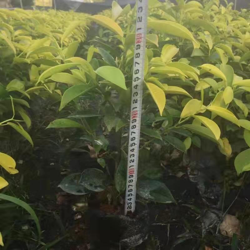 福建漳州圖片/福建漳州樣板圖 (1)