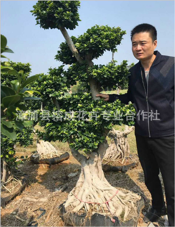 小葉榕圖片/小葉榕樣板圖 (4)