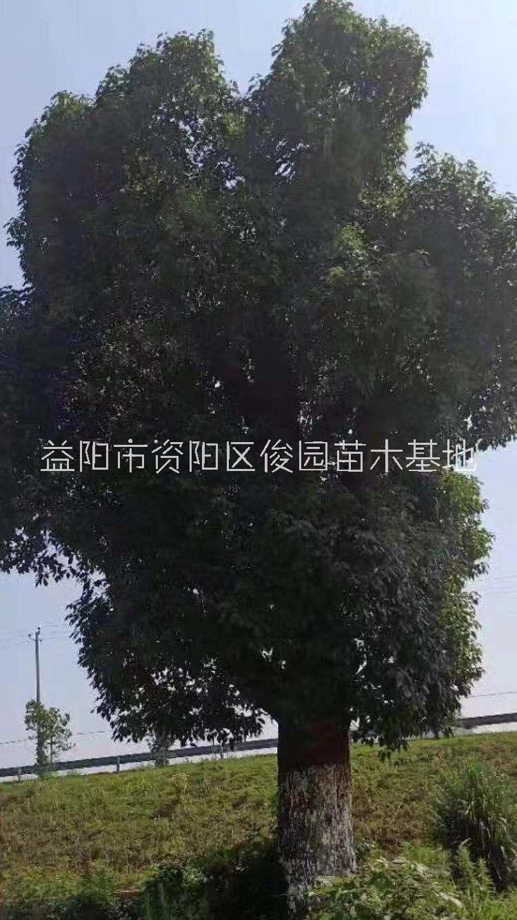 香樟樹圖片/香樟樹樣板圖 (1)