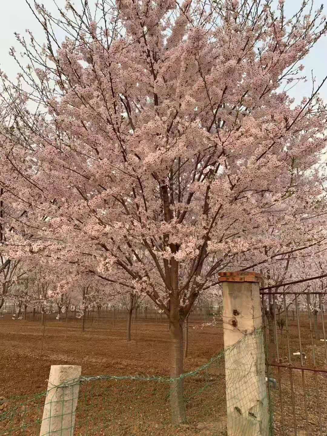 邛崍市景觀櫻花樹批發(fā)基地  櫻花樹品種價格