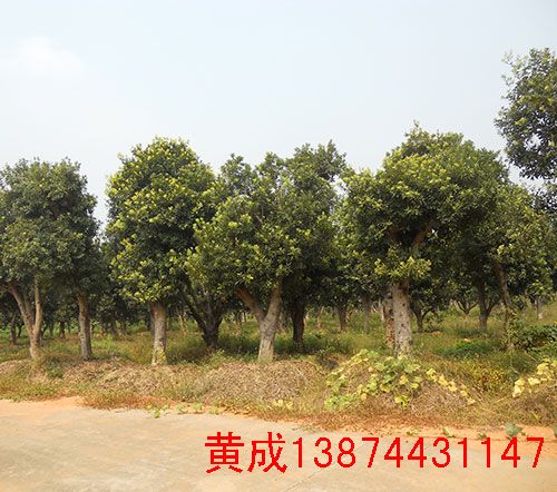 楊梅苗圖片/楊梅苗樣板圖 (1)