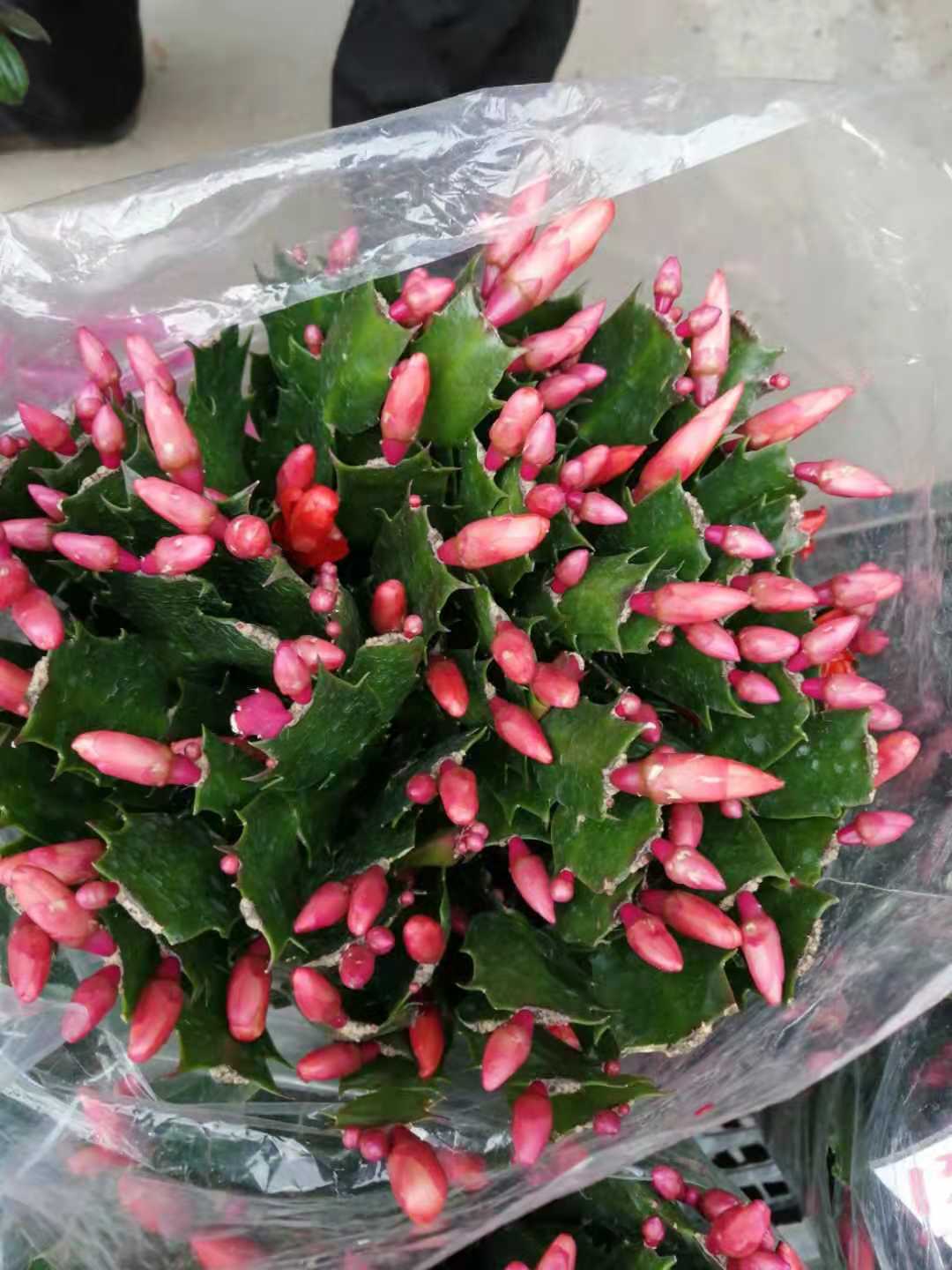 蘭花苗圖片/蘭花苗樣板圖 (3)
