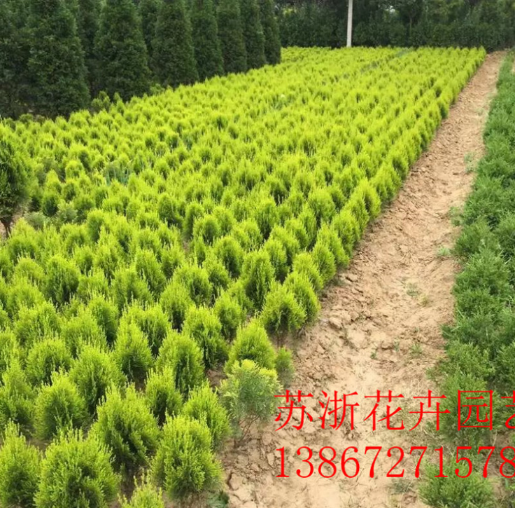 灑金柏大小苗圖片/灑金柏大小苗樣板圖 (3)