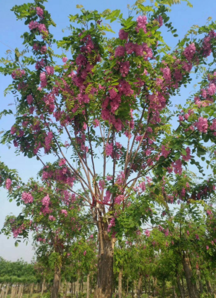 山东香花槐基地-多少钱-哪里有-价格-联系电话图片