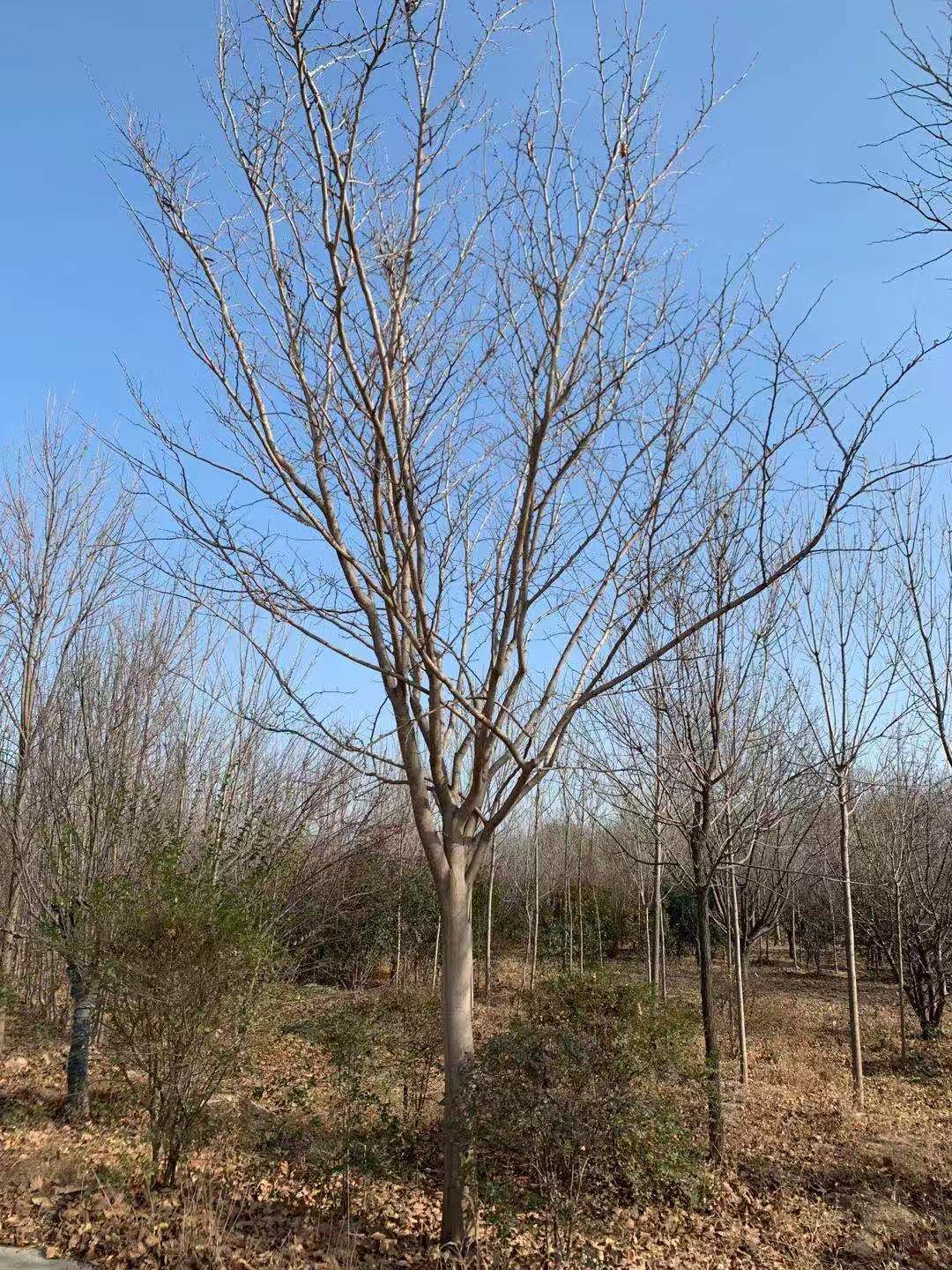 河南南阳优质巨紫荆种植基地直销报价价格多少钱-常年出售巨紫荆-2020年巨紫荆批发价格行情图片