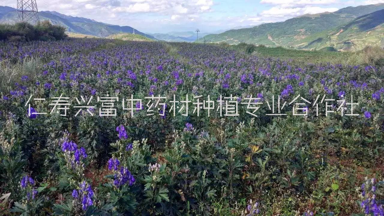 供應(yīng)批發(fā)烏頭附子種子種苗出售，川烏種子種苗草烏種子種苗，附子種植技術(shù)