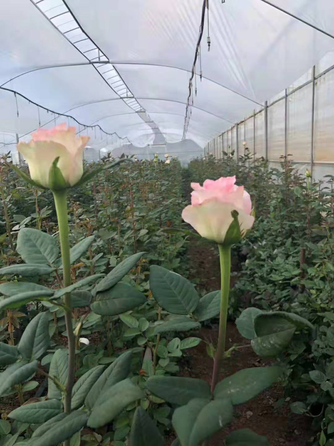 月季苗價格圖片/月季苗價格樣板圖 (4)
