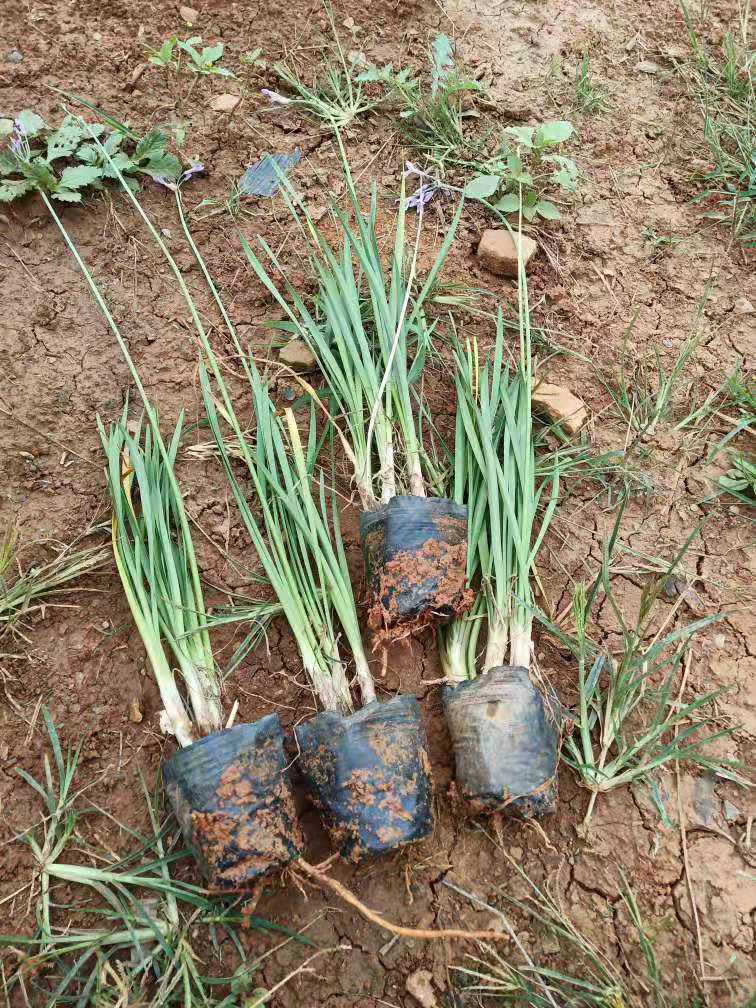 紫嬌花圖片/紫嬌花樣板圖 (1)