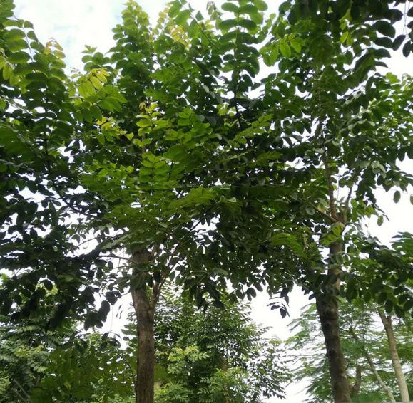 園林綠化苗木報(bào)價(jià)_批發(fā)_供應(yīng)商_廠家_哪家好