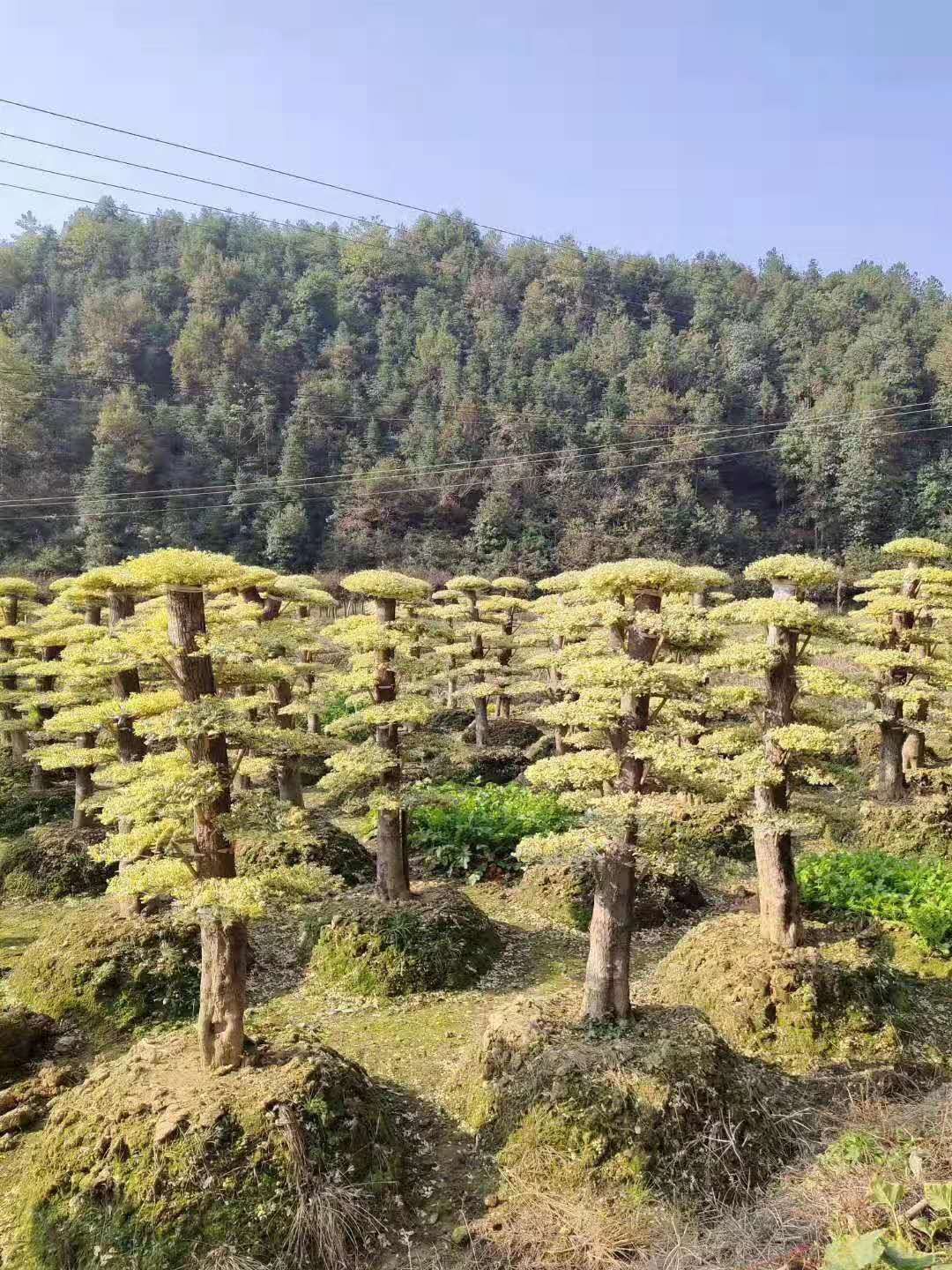 湖南長沙瀏陽造型金姬女貞樁基地