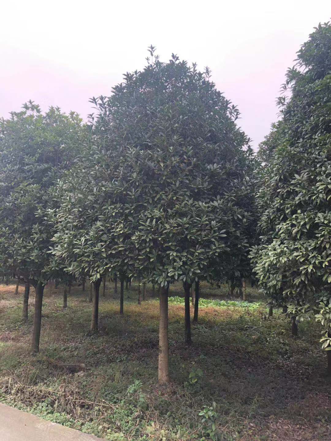 單桿桂花圖片/單桿桂花樣板圖 (4)