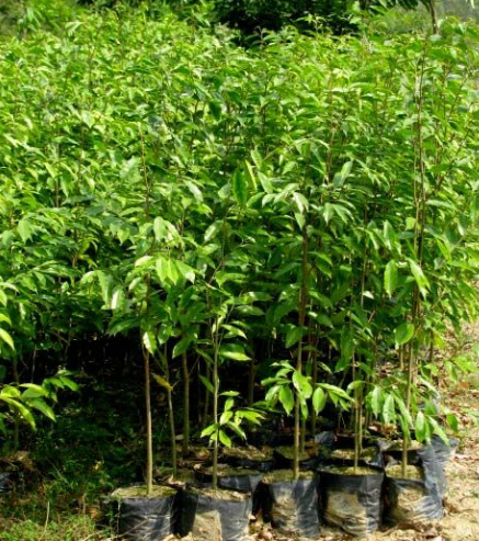 荷木圖片/荷木樣板圖 (1)