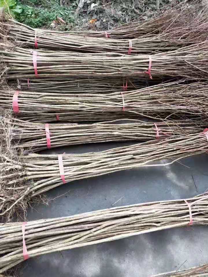 湖北恩施紫薇苗-優(yōu)質供應商-種植基地-優(yōu)質商品批發(fā)價格