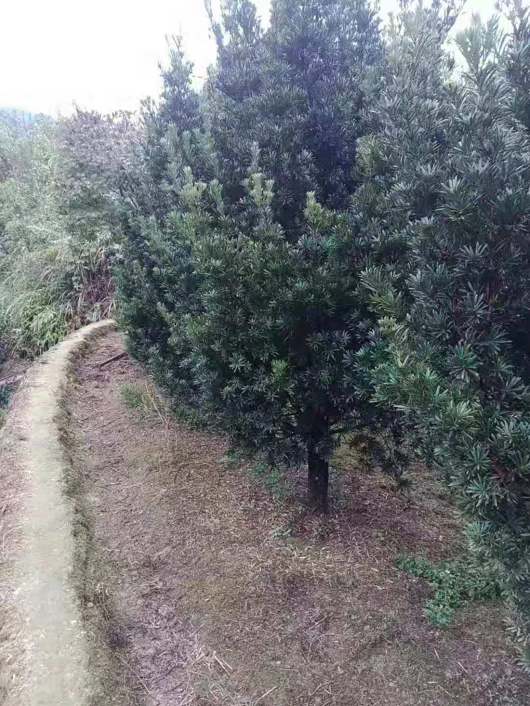 湖南柚子树-柚子树优质供应-大量供应柚子树-培养种植基地地销图片