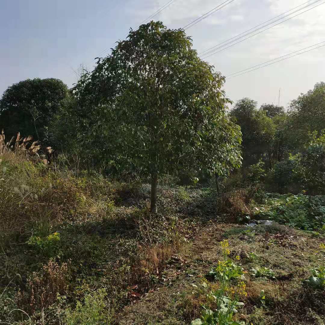 湖北桂花树苗｜武汉桂花树苗｜黄冈桂花树-广源苗木场批发 全国最低价图片