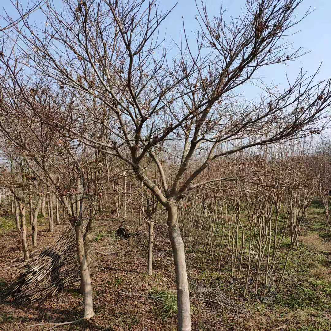 广西红枫树价格表_广西红枫树_红枫价格_红枫树价_种植基地_/厂家报价