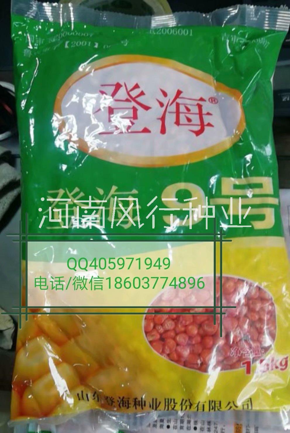 登海9號玉米種子圖片