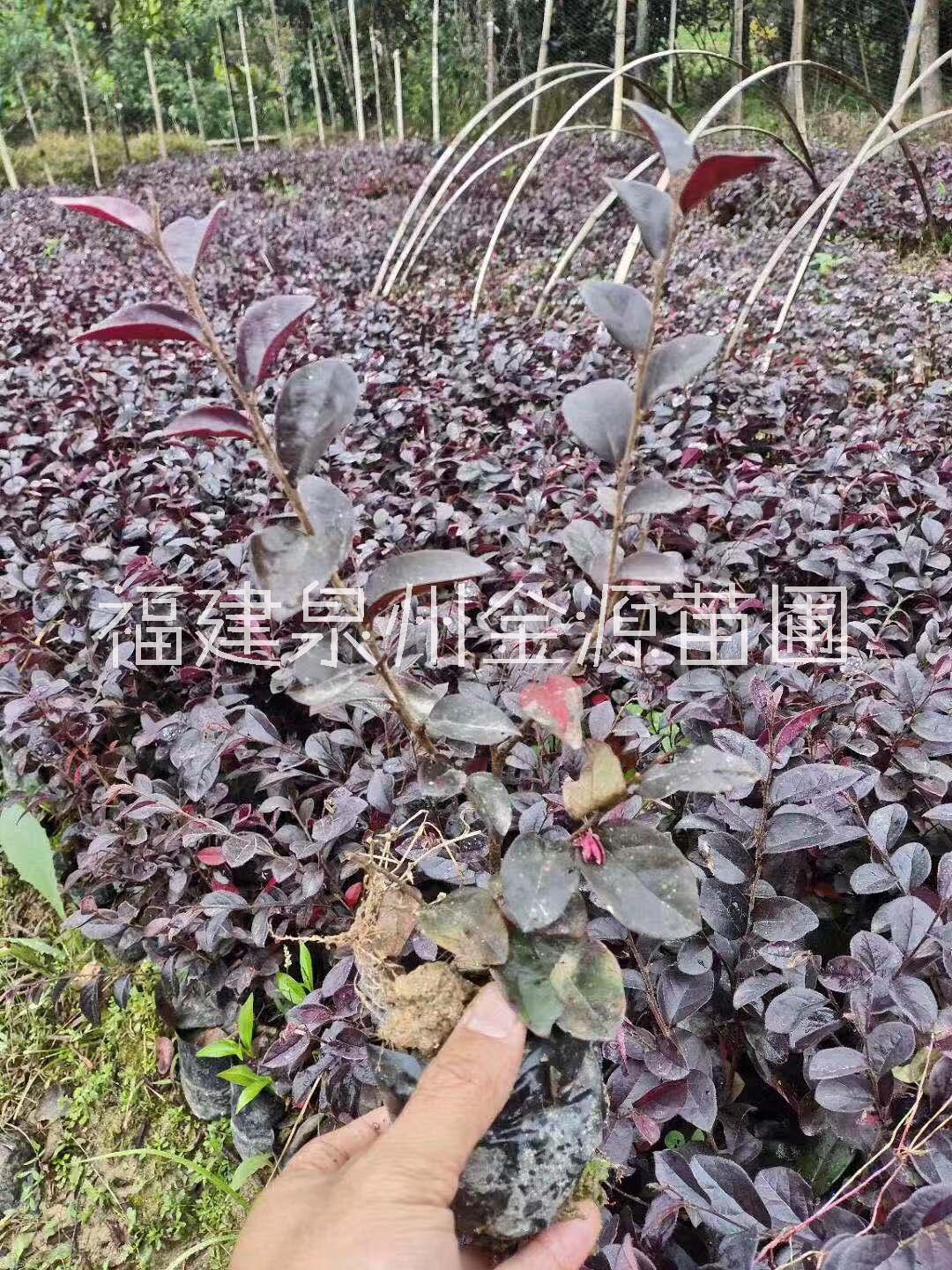 紅花繼木圖片/紅花繼木樣板圖 (3)