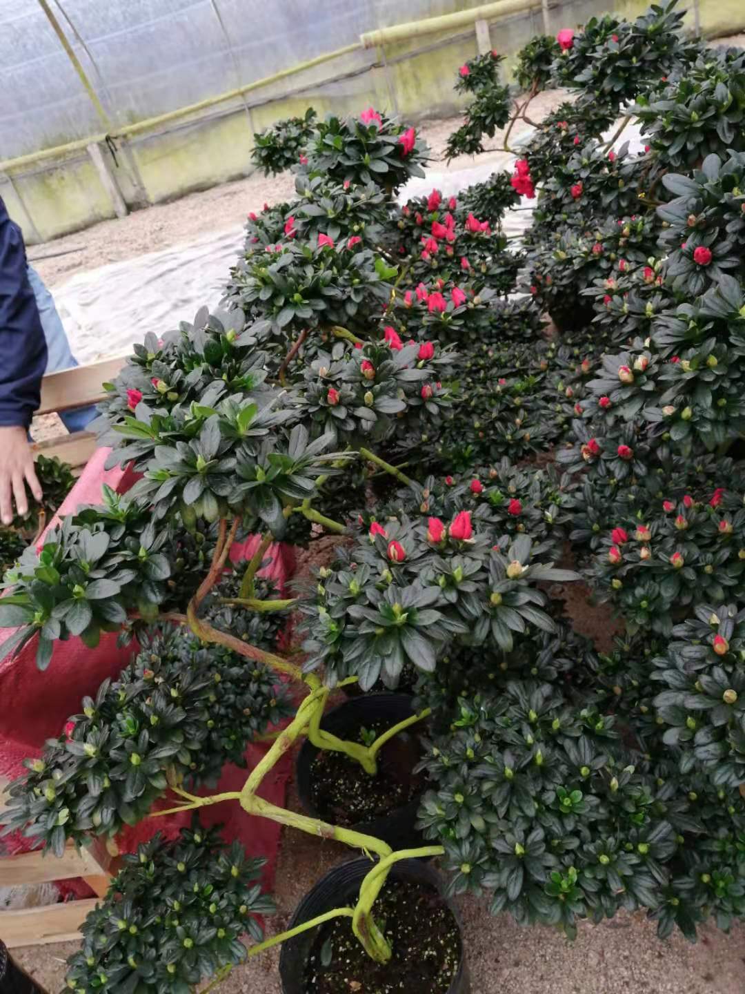 龍巖市 大型茶花樹苗綠化工程用_嫁接造型山茶花苗批發(fā)價(jià)格