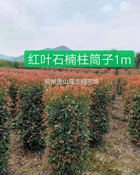 紅葉石楠圖片/紅葉石楠樣板圖 (1)
