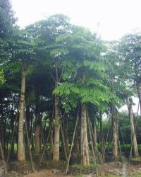 福建漳州幌傘楓基地_福建幌傘楓_福建幌傘楓供應(yīng)基地_種植廠家