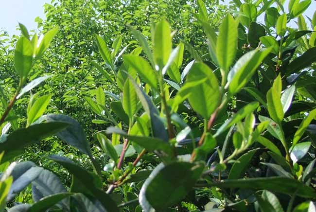 茶葉苗圖片/茶葉苗樣板圖 (1)
