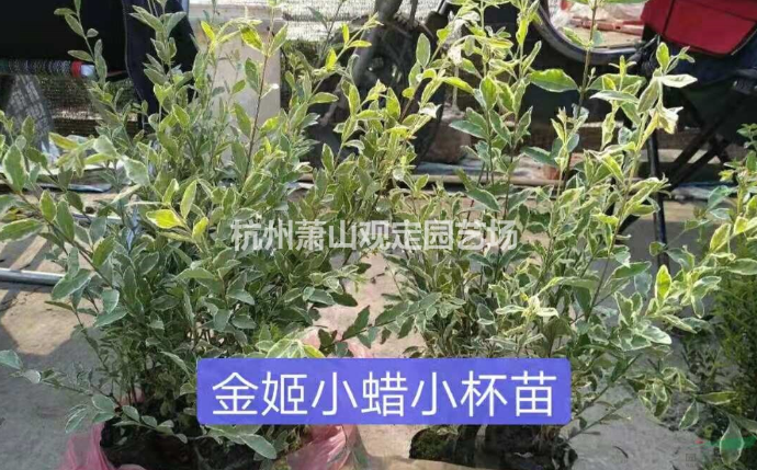 浙江杭州金姬小蠟小杯苗基地圖片/浙江杭州金姬小蠟小杯苗基地樣板圖 (3)
