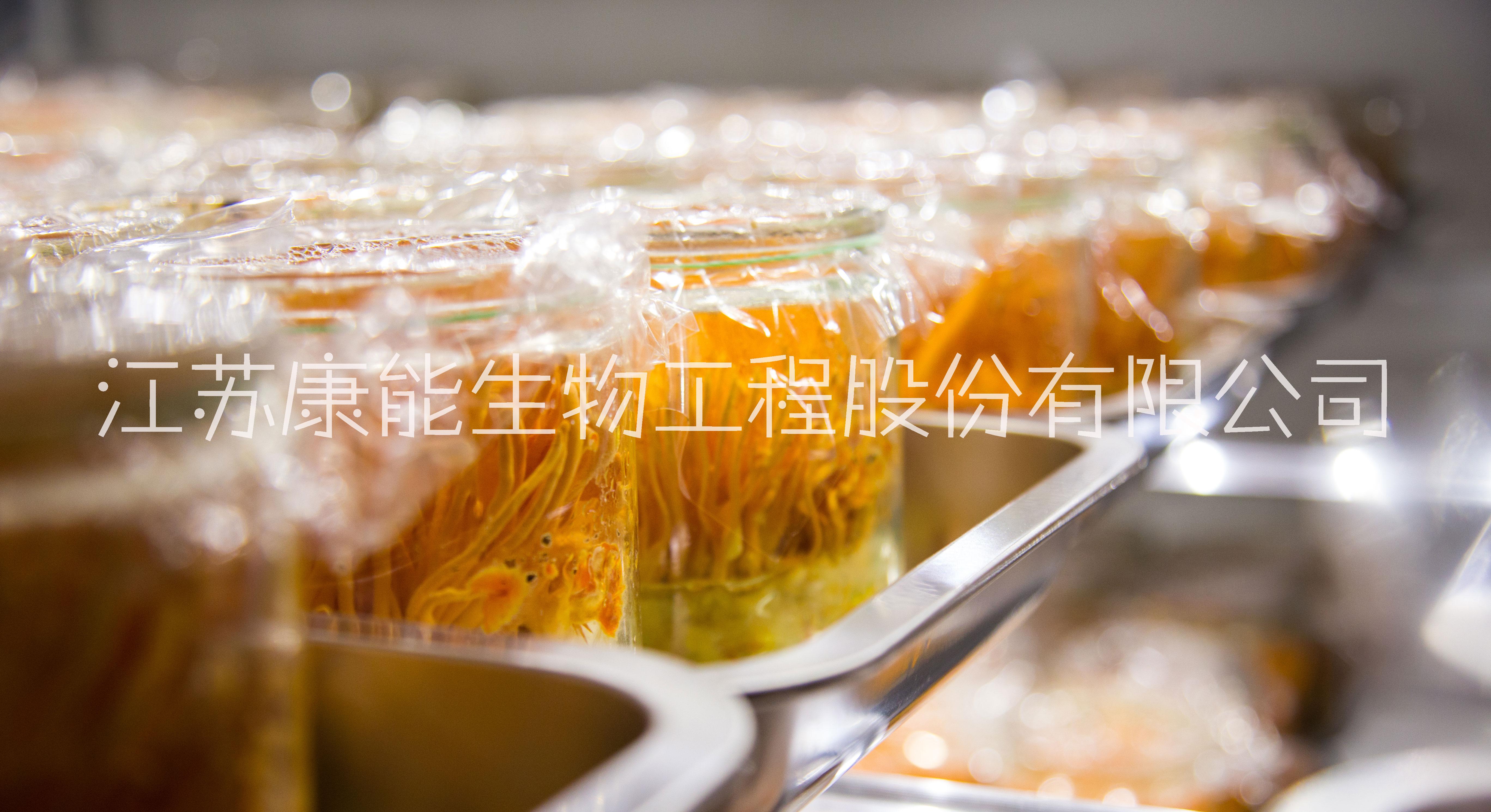 蛹蟲草圖片/蛹蟲草樣板圖 (4)