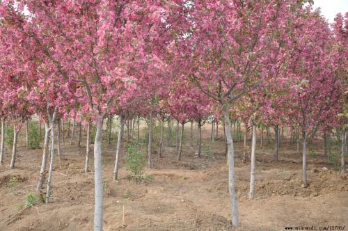 临沂市山东海棠树苗价格厂家山东海棠树苗价格种植基地产地直销批发价供应商多少钱哪里有