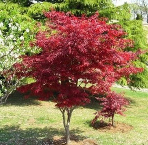 紅楓圖片/紅楓樣板圖 (3)