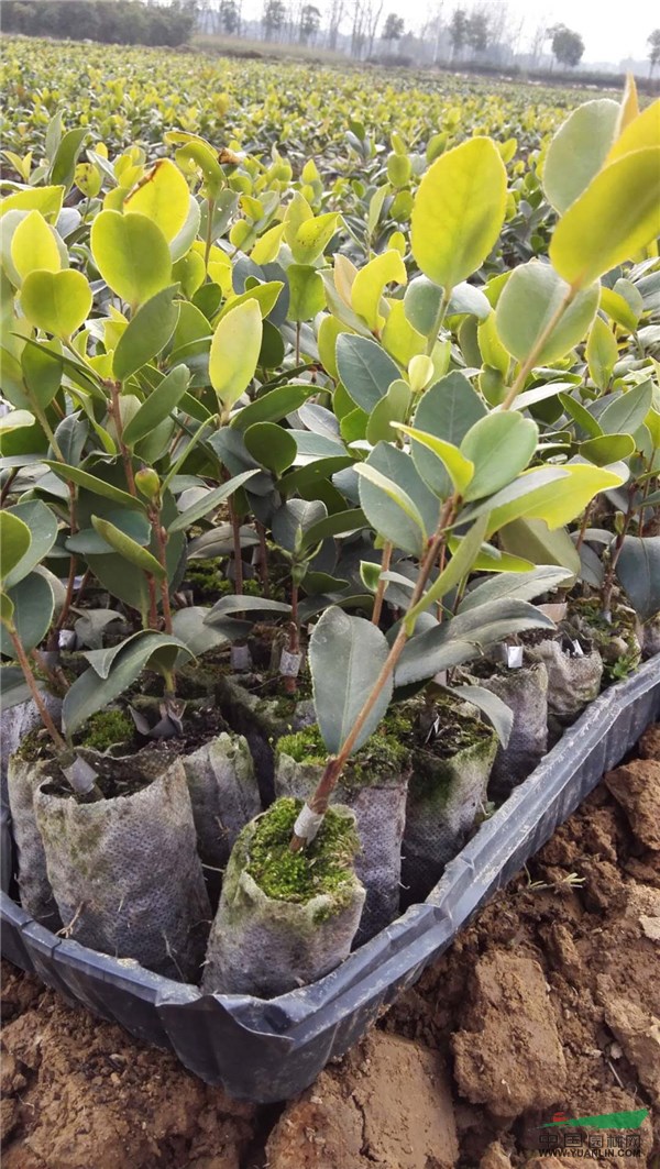 江西油茶苗圖片