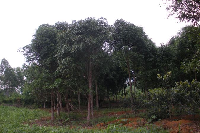 扁桃圖片/扁桃樣板圖 (4)