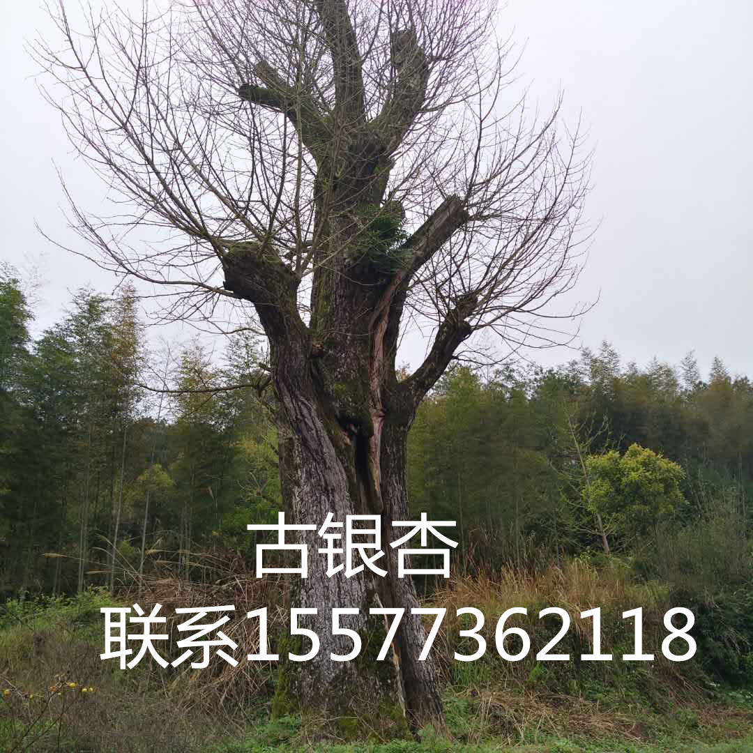 銀杏樹圖片/銀杏樹樣板圖 (2)