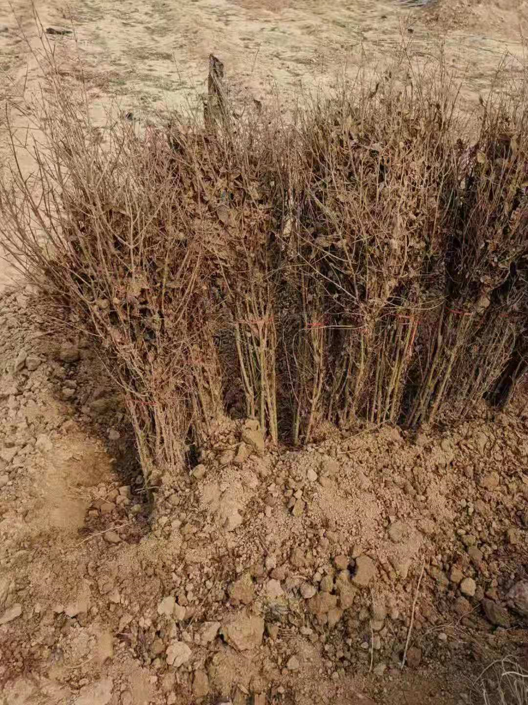 河陰軟籽石榴樹苗 一年石榴樹苗供應(yīng) 河南果苗種植基地直銷