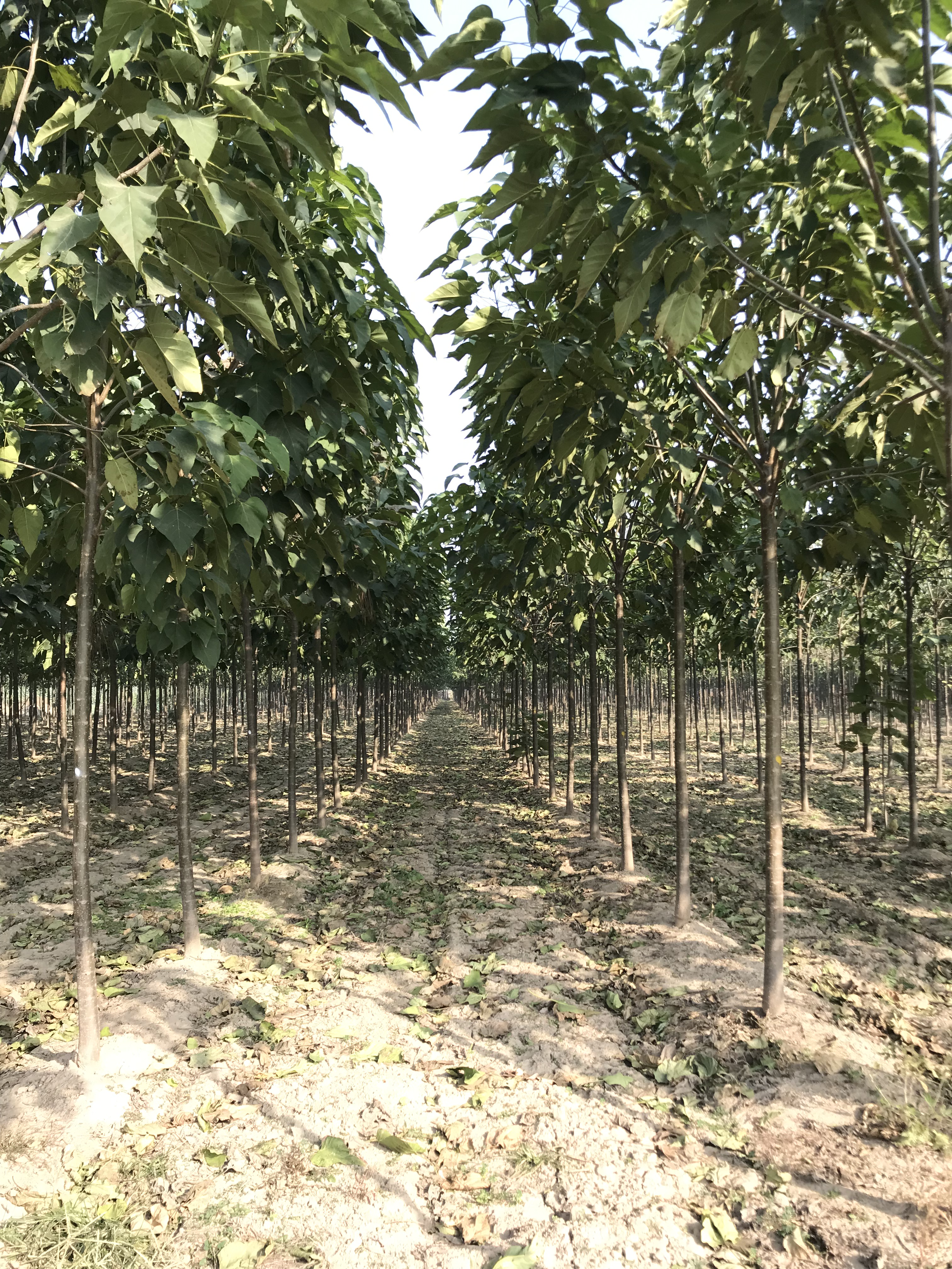 楸樹5-8公分價格，種植基地，批發(fā)價