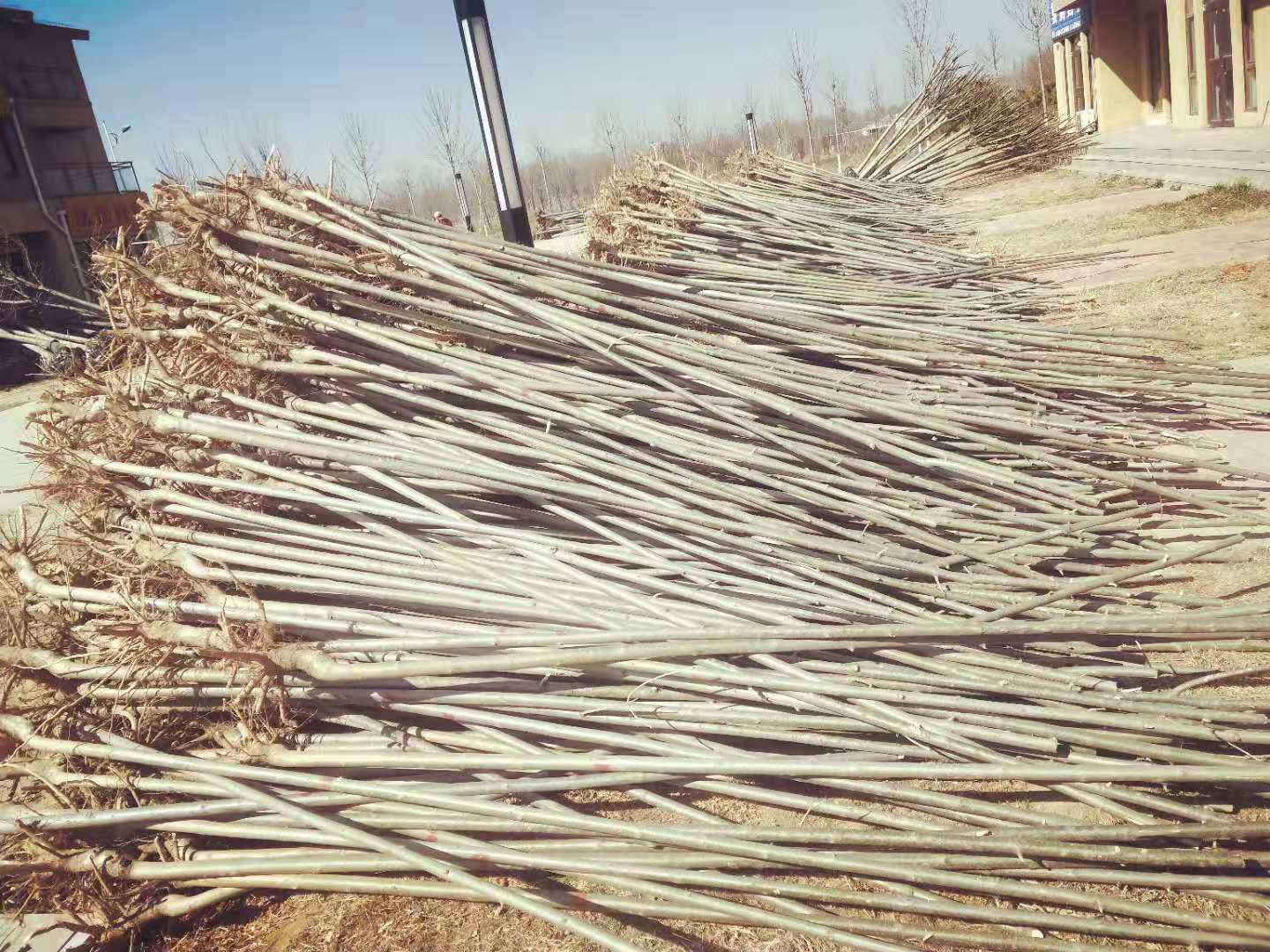 河北白蠟小苗、種植、基地、批發(fā)、價(jià)格【惠民縣地之初苗木種植合作社】