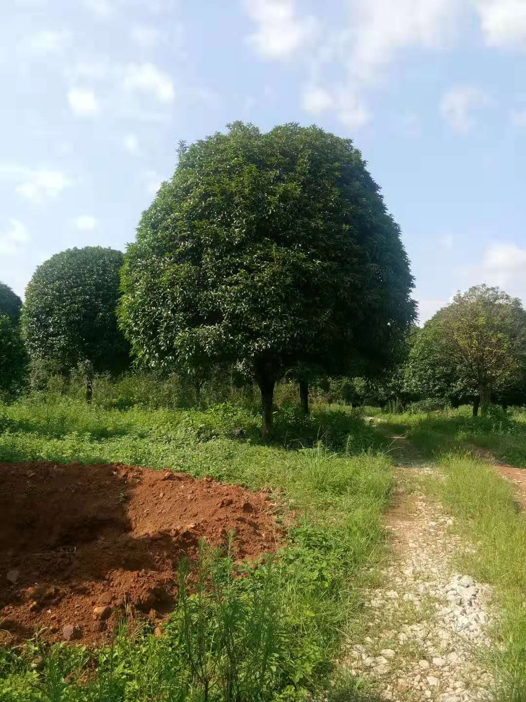 广东桂花树-广东桂花树价格-广东桂花树种植基地