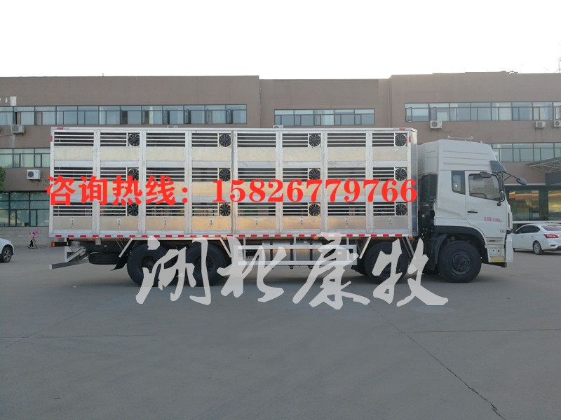 豬仔豬圖片/豬仔豬樣板圖 (4)