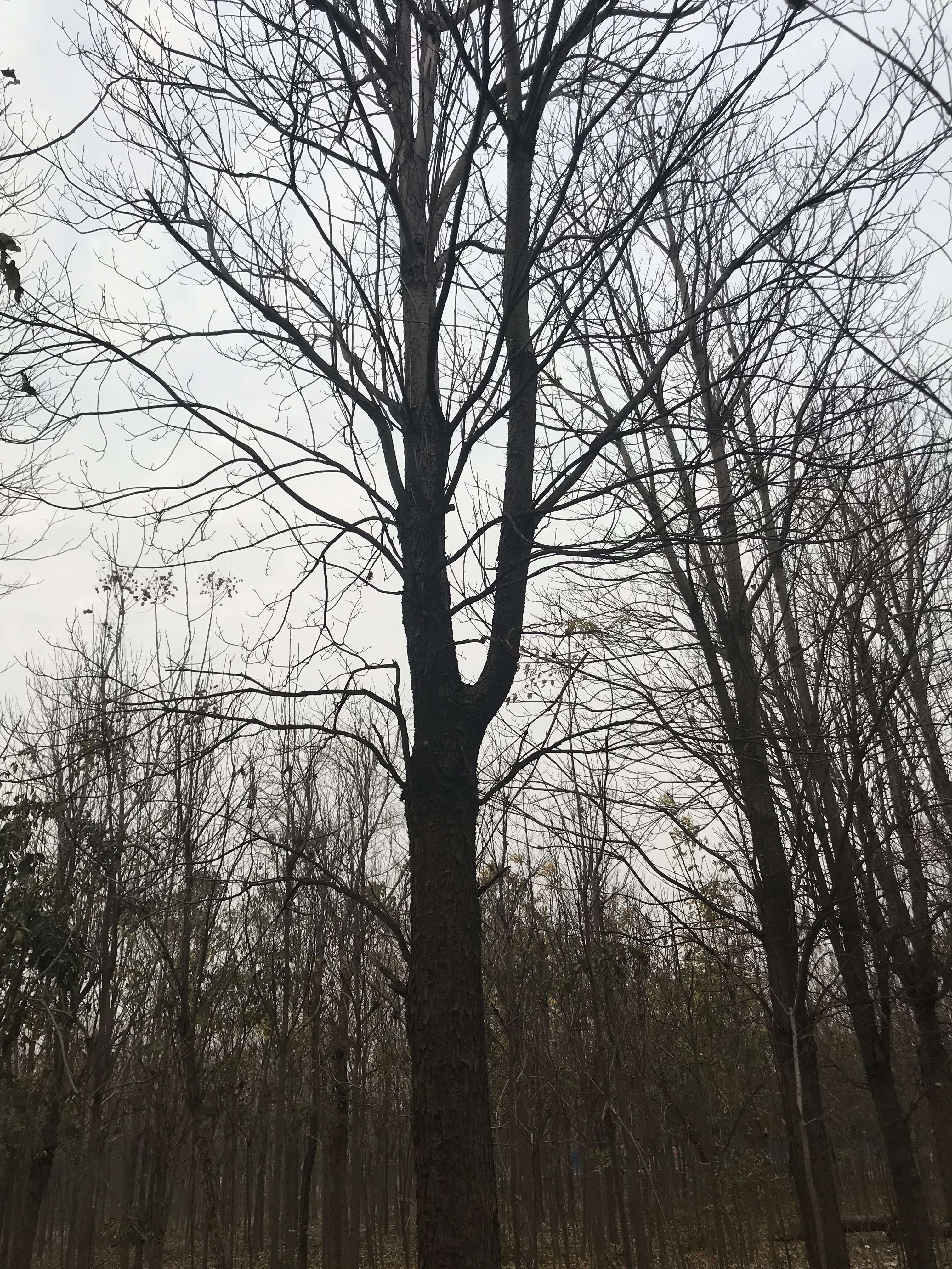 發(fā)價(jià)圖片/發(fā)價(jià)樣板圖 (1)