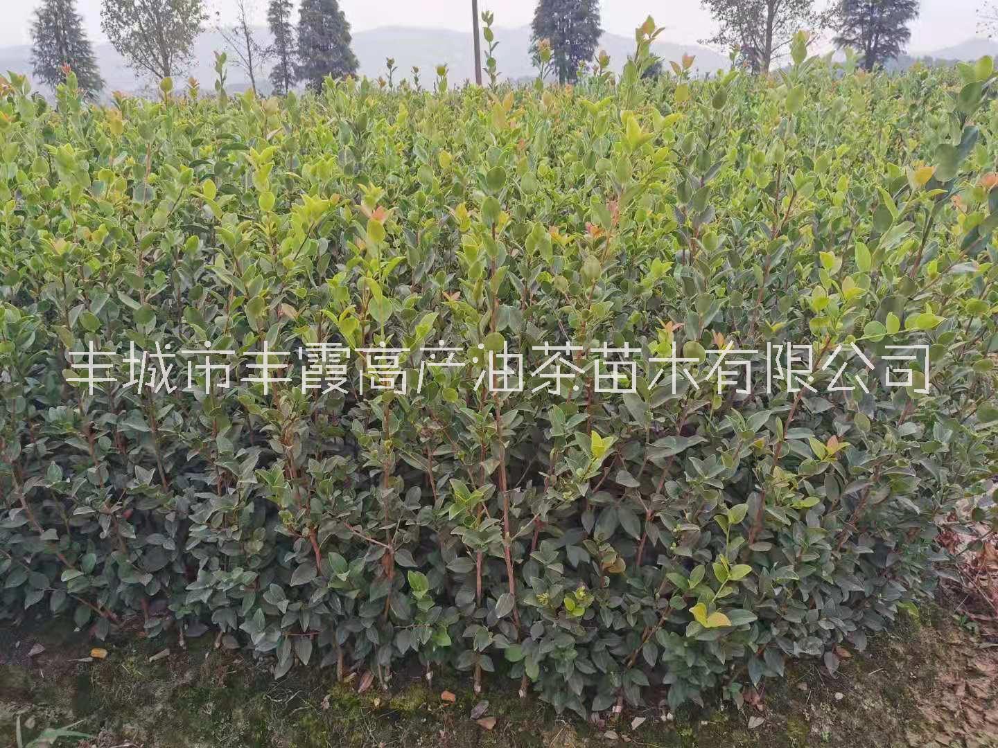 高产油茶苗报价_价格_价钱【丰城市丰霞高产油茶苗木有限公司】图片